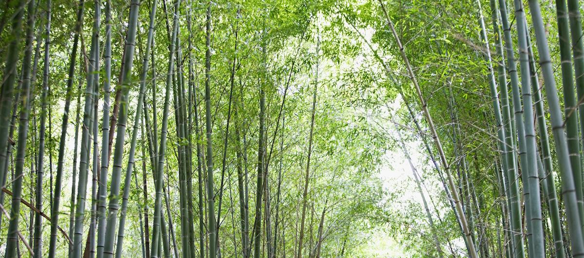 why is bamboo sustainable