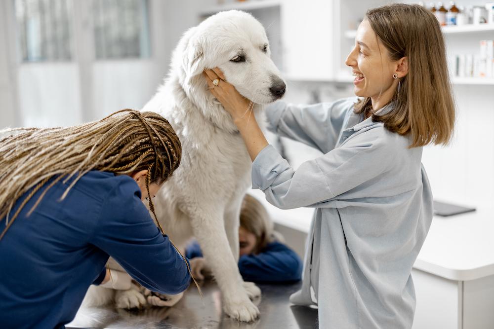 Workers Taking Care of a Dog