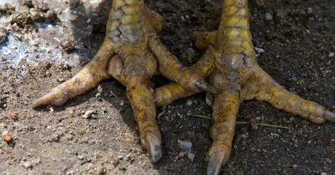 Bird Flu's Origin Story — Where It Came From, and Where It ...