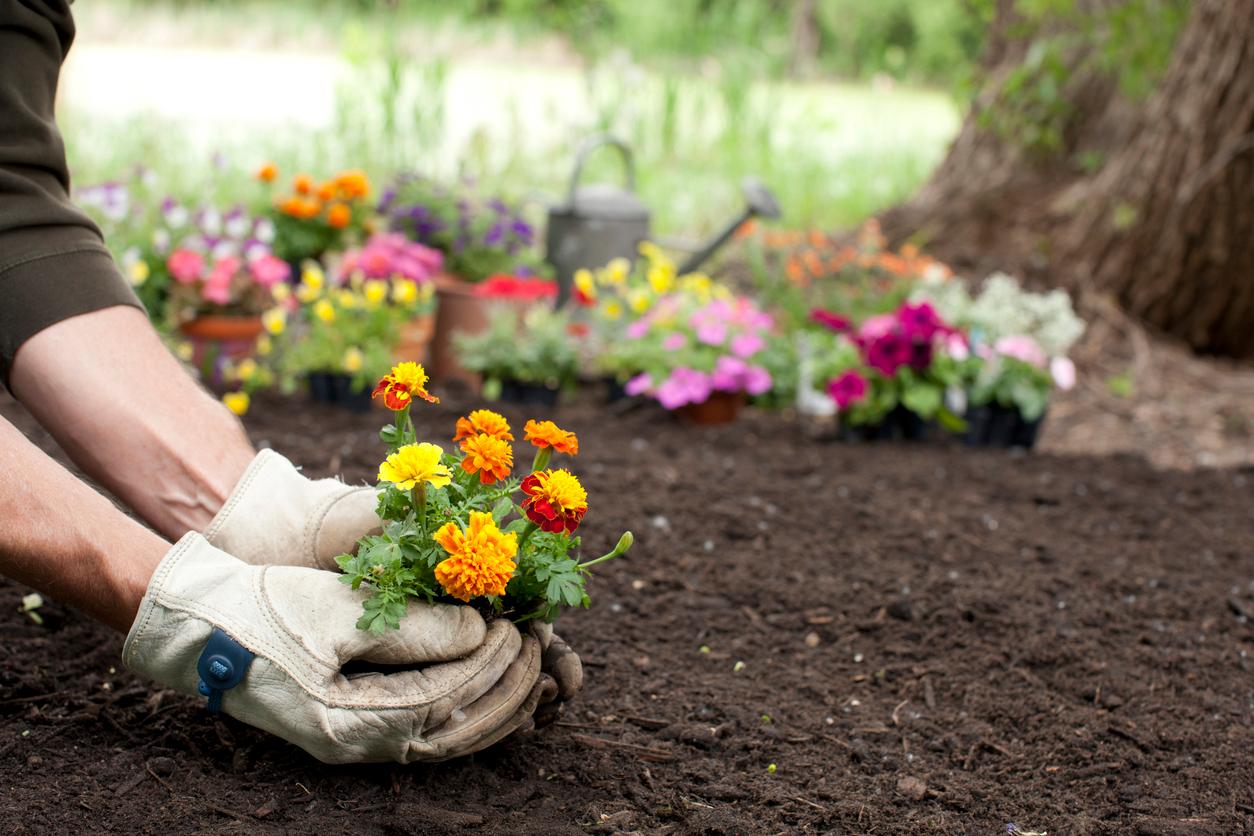 How to Start a Flower Garden