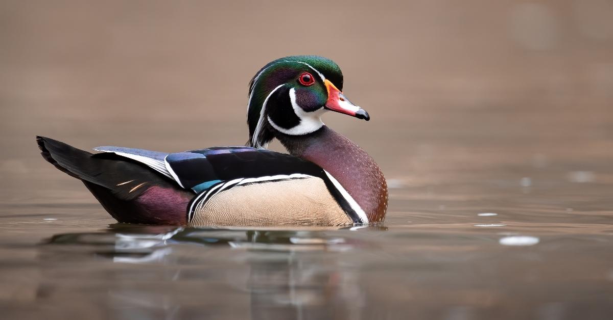 A wood duck. 