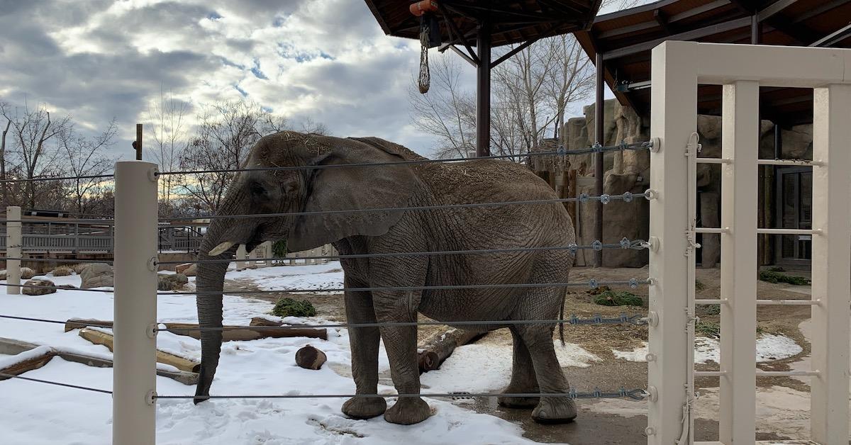 Hogle Zoo Elephants Are Leaving After Alleged Sustainable Action Now