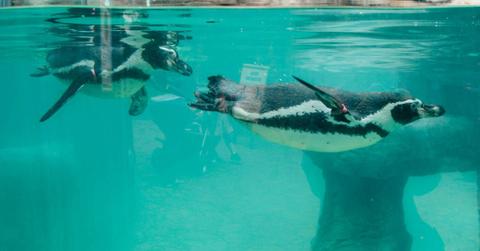 Two penguins swimming under the water (Representative Cover Image Source: Pexels | Jade Burrell)