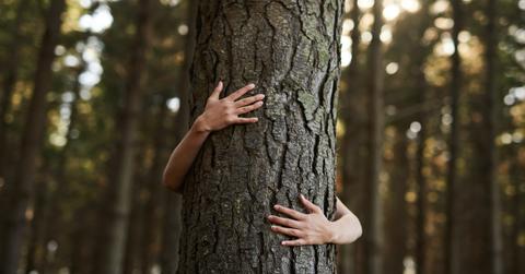 tree hug