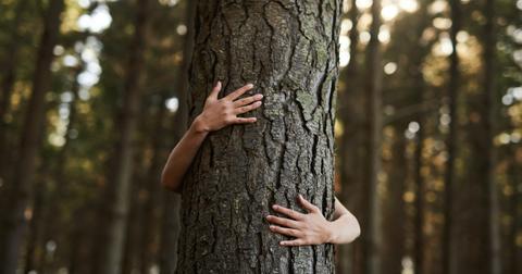 tree-hug-1587580631304.jpg