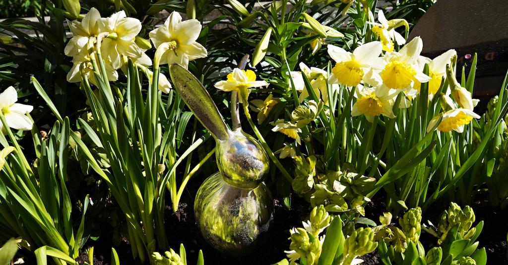 Why Are My Buds Not Opening? How to Help Your Flowers Bloom