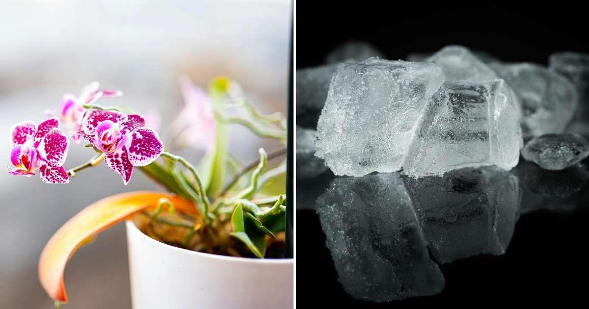 (L) An orchid plant with a flower in a pot. (R) Ice cubes on a black surface. (Representative Cover Image Source: Pexels | (L) Corneliu Stefan Esanu, (R) Pixabay)