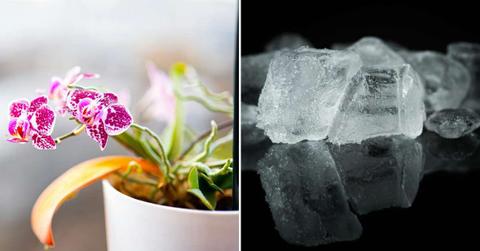 (L) An orchid plant with a flower in a pot. (R) Ice cubes on a black surface. (Representative Cover Image Source: Pexels | (L) Corneliu Stefan Esanu, (R) Pixabay)