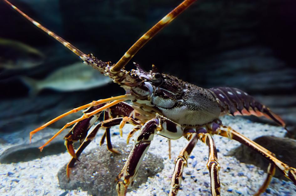 A lobster standing gravel in a tank at an aquarium with fish in the background. 