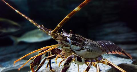 A lobster standing gravel in a tank at an aquarium with fish in the background.