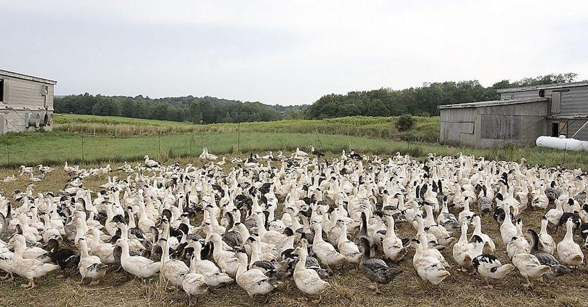 Bird Flu's Origin Story — Where It Came From, And Where It Is Now