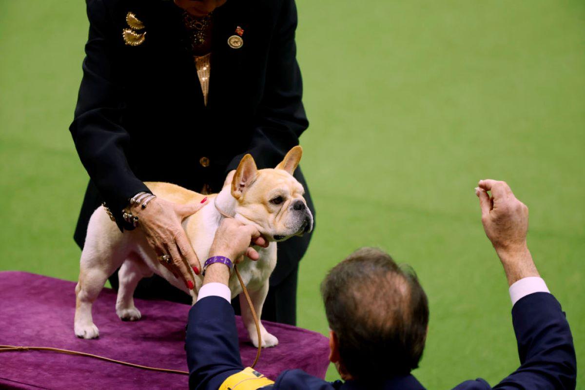 Winston, the French Bulldog, winner of the Non-Sporting Group, competes for Best in Show at the 147th Annual Westminster Kennel Club Dog Show 