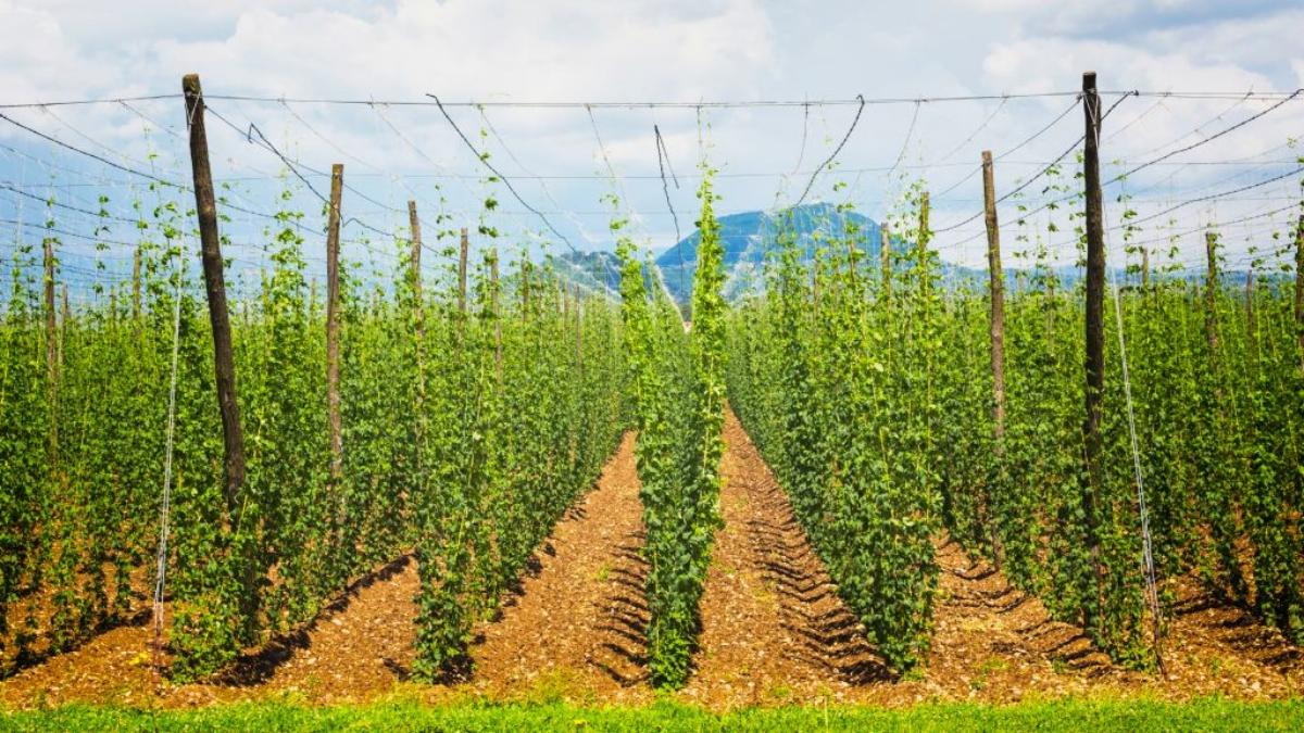 rows of hops in a field with mountains in the backdrop