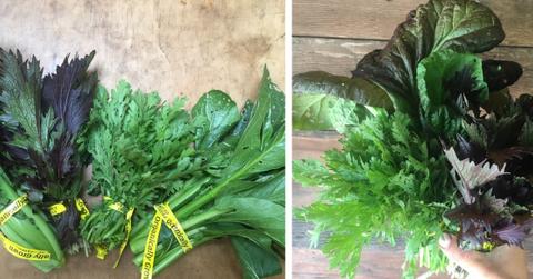 Bunches of tong ho are pictured from the Shao Shan Farm.