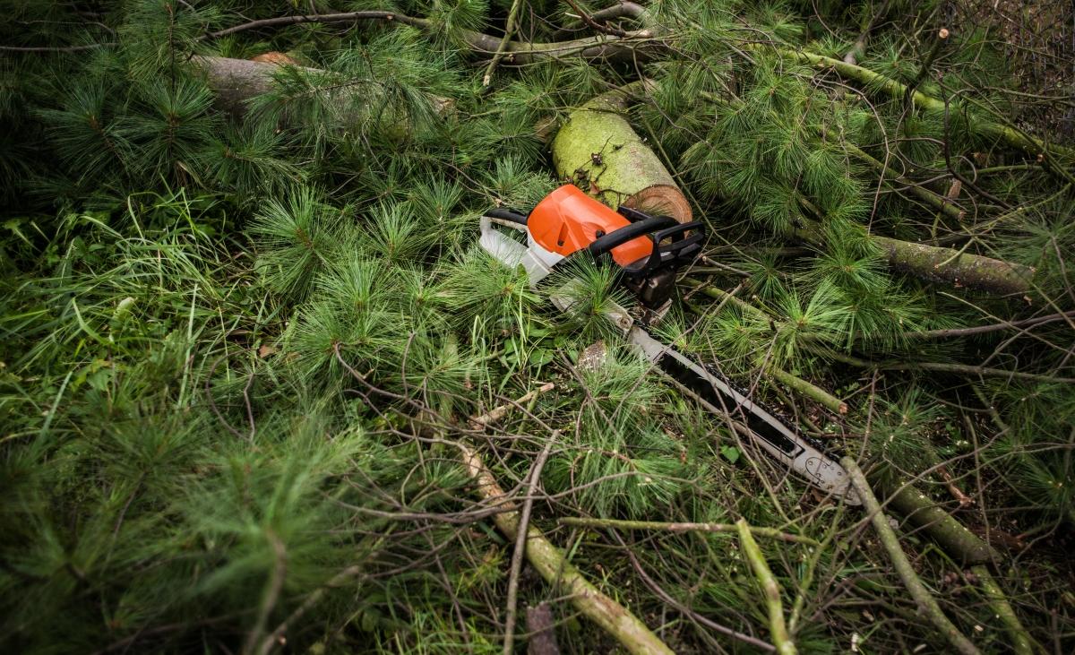 chainsaw next to felled trees 