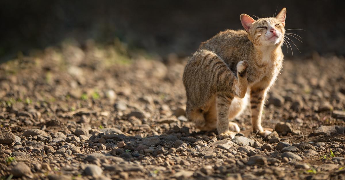 cat fleas all natural treatment