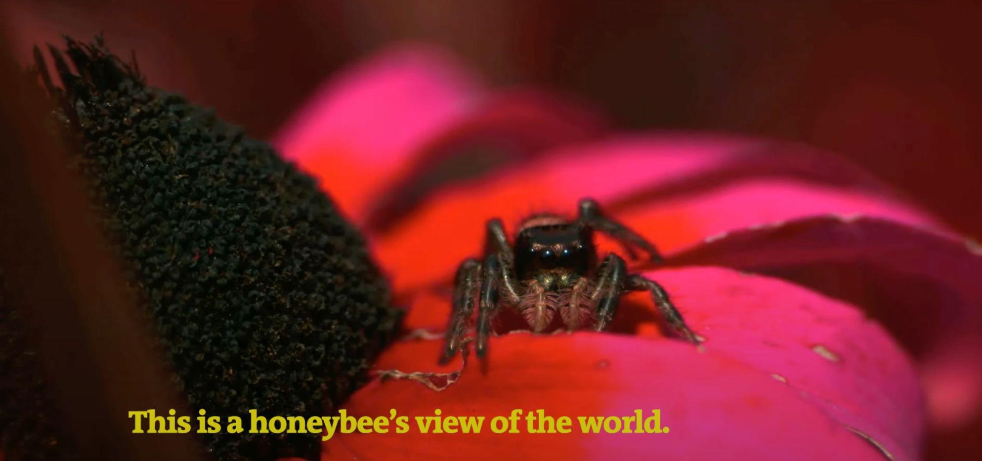 A honeybee sits atop a plant colored in the way a honeybee would view it from its own perspective.