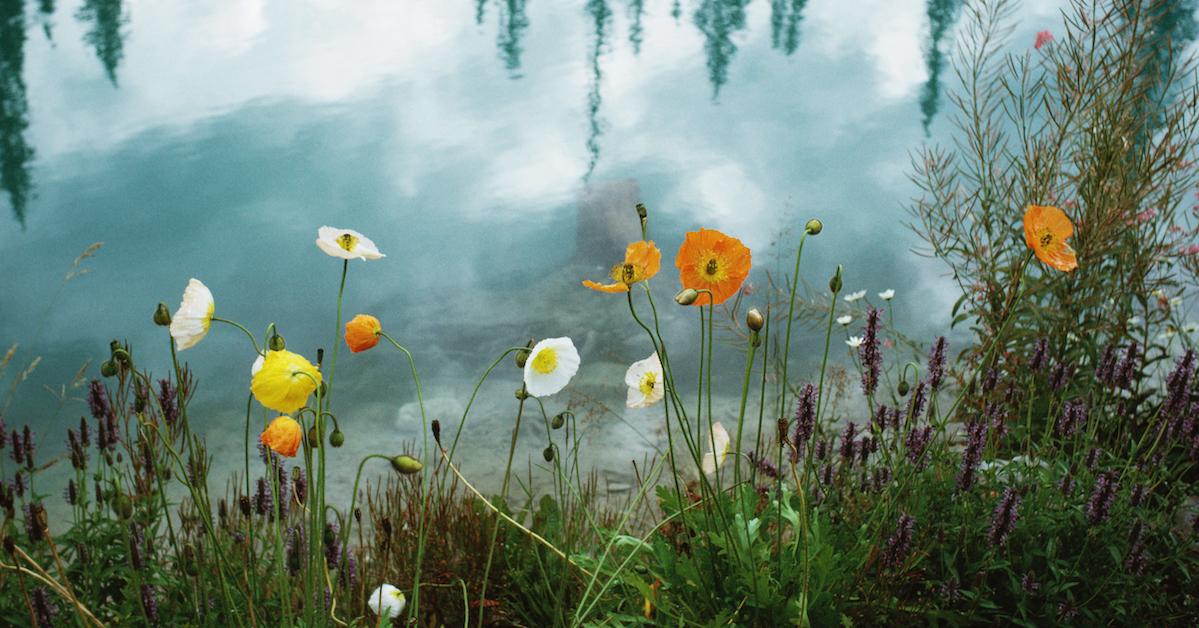 Flowers on the edge of a pond