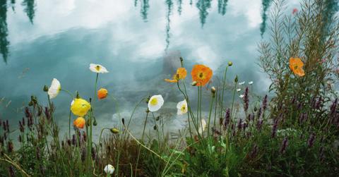 Flowers on the edge of a pond
