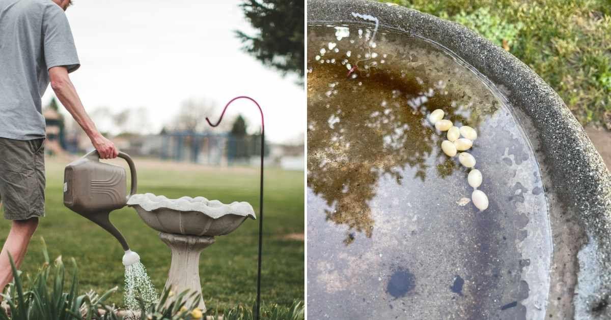 (L) A gardener watering his plants next to a bird bath (Representative Cover Image Source: Getty Images | Annie Otzen) | (R) Unknown eggs laid in the bird bath water. (Cover Image Source: Reddit| u/EmuDood)
