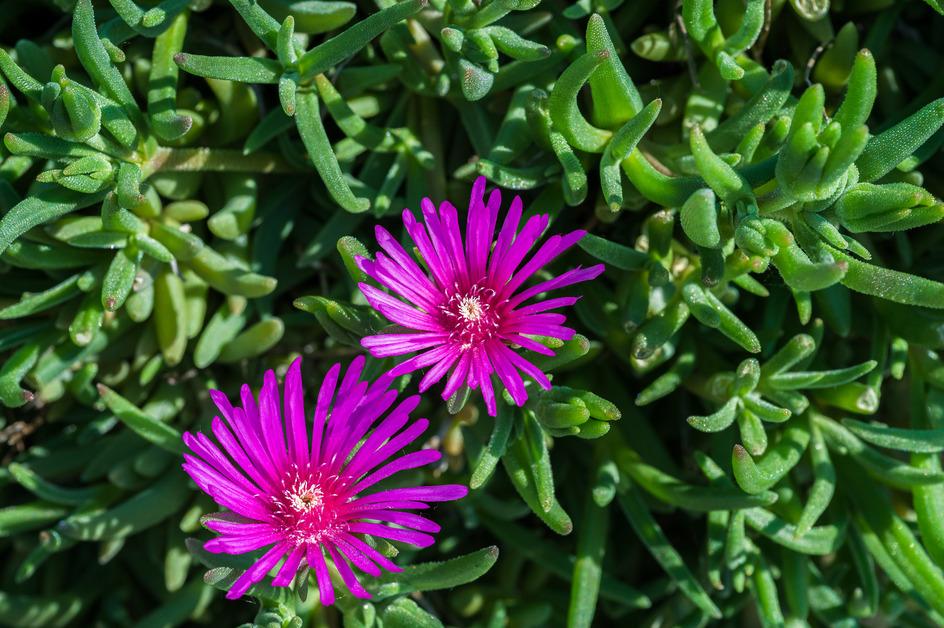 A couple purple flowers sit in a couple ice succulent plants.