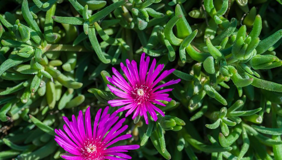 What Is an Ice Plant Succulent? Know Before You Buy