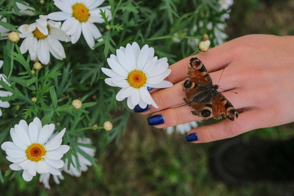 A woman holds a brown butterfly near a series of daisies during the "Universe of Butterflies" exhibition at the Botanical Garden of Naples in Italy.