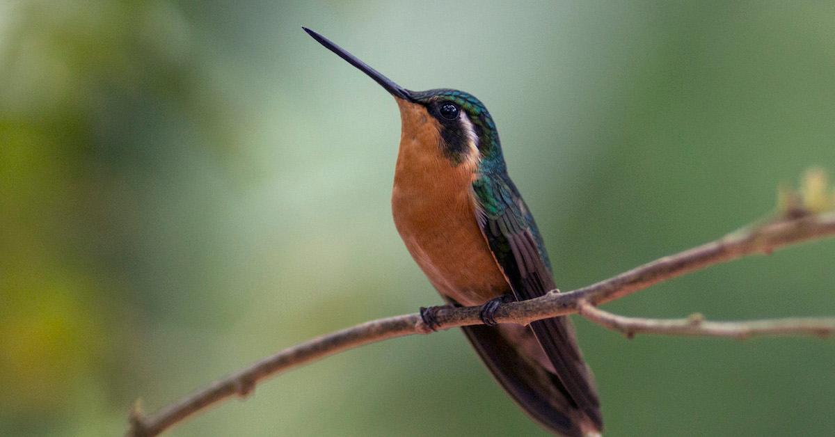 how keep bees away humingbird feeder