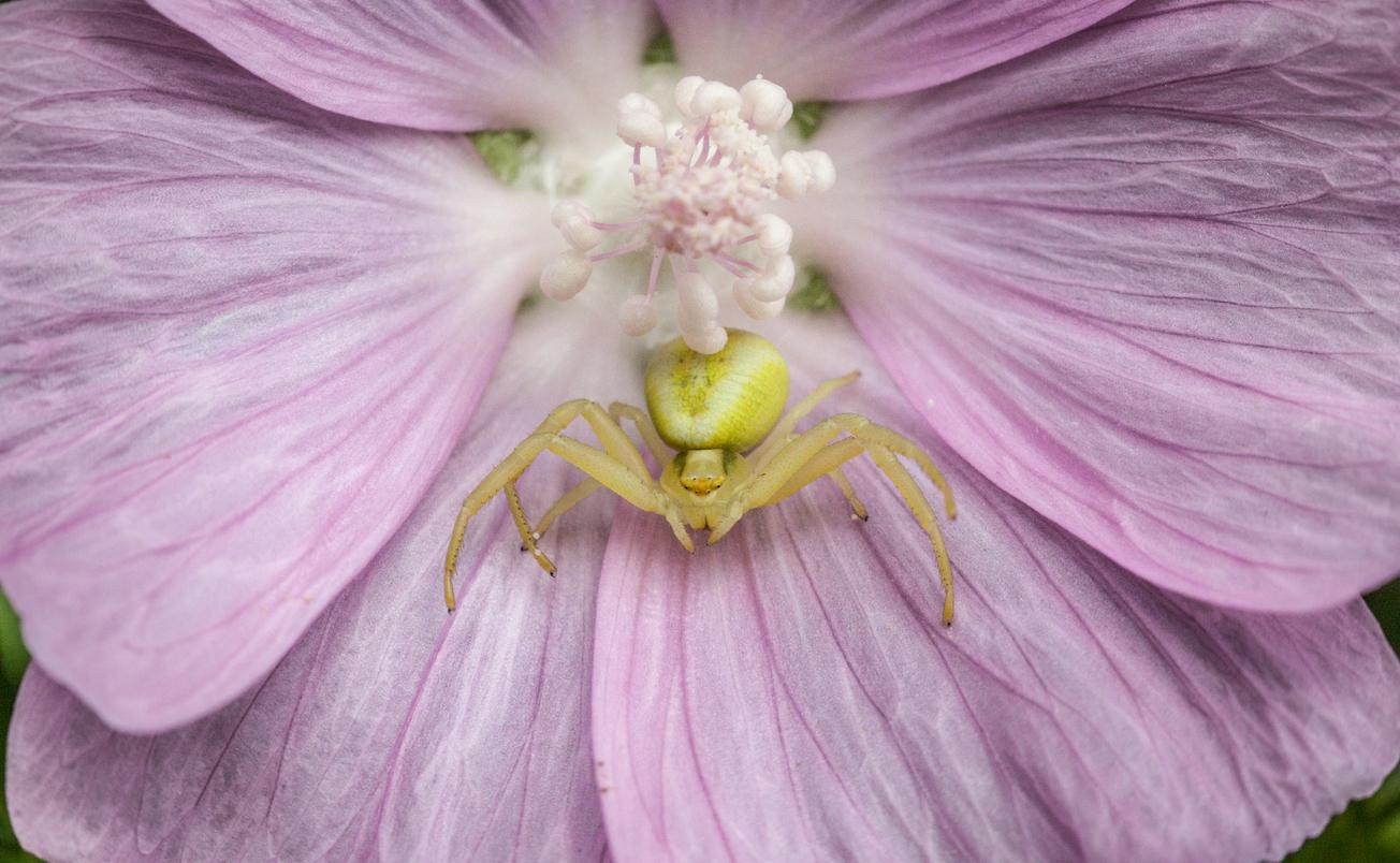 A crab spider is seen atop a pink flower.