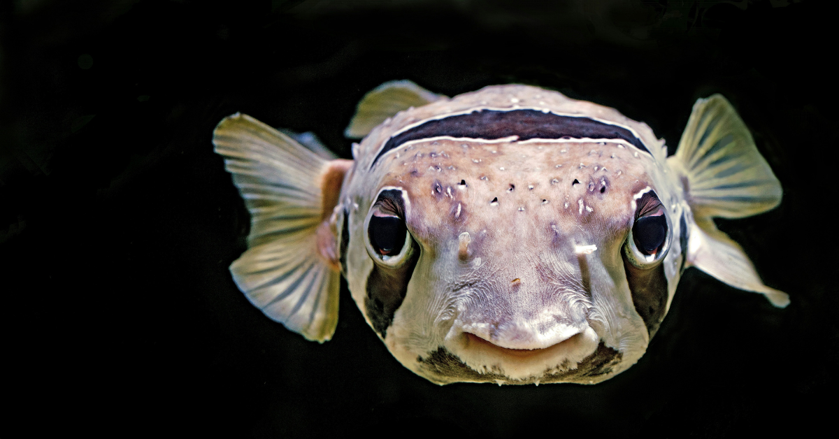 Closeup of a pufferfish face underwater 