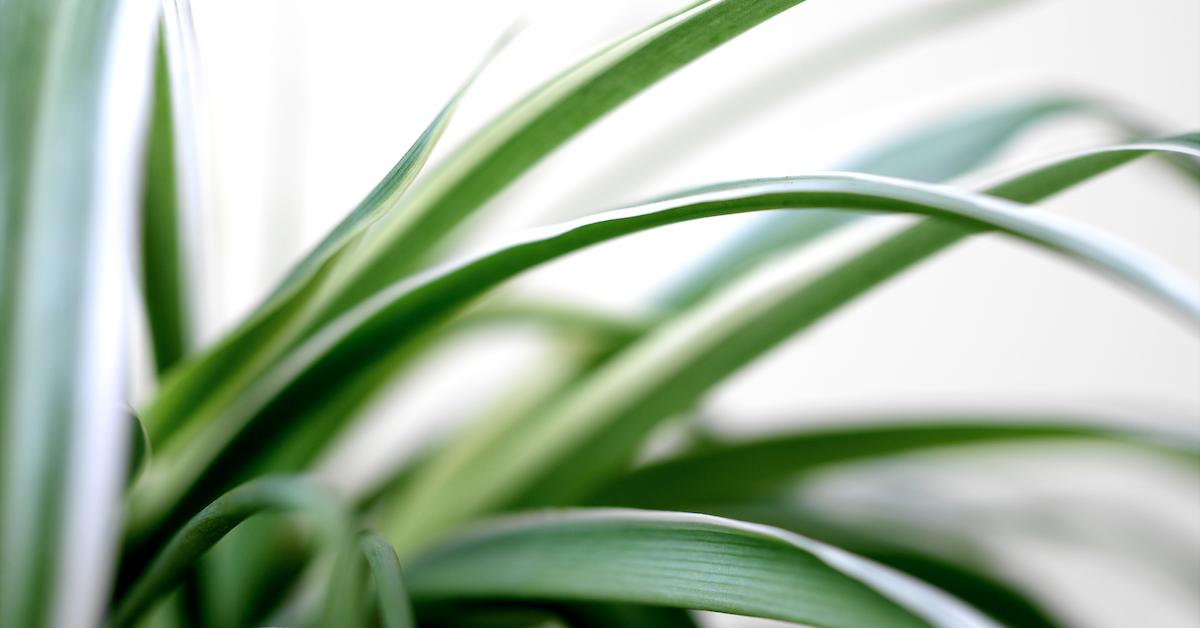 Spider plants