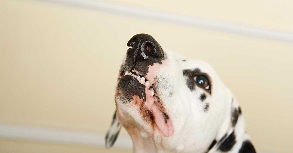 Why Does My Dog Steal My Seat? Pet Parents, Listen Up