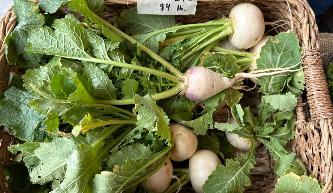 A basket full of organic, local, pale-colored turnips at the Port Jefferson Farmer's Winter Market in Southold, New York