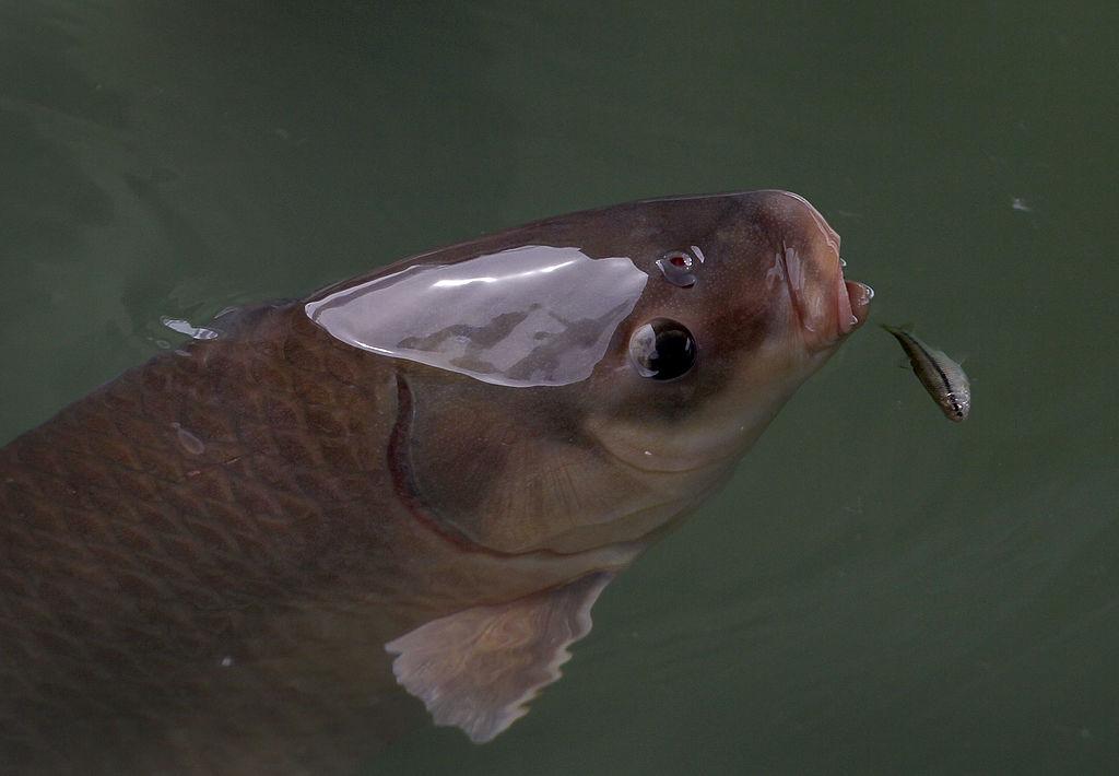 Asian Carp