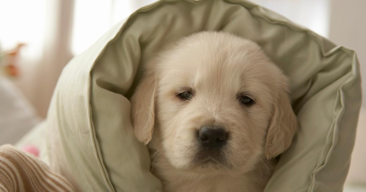 What Are the Best CrueltyFree Down Comforter Alternatives?