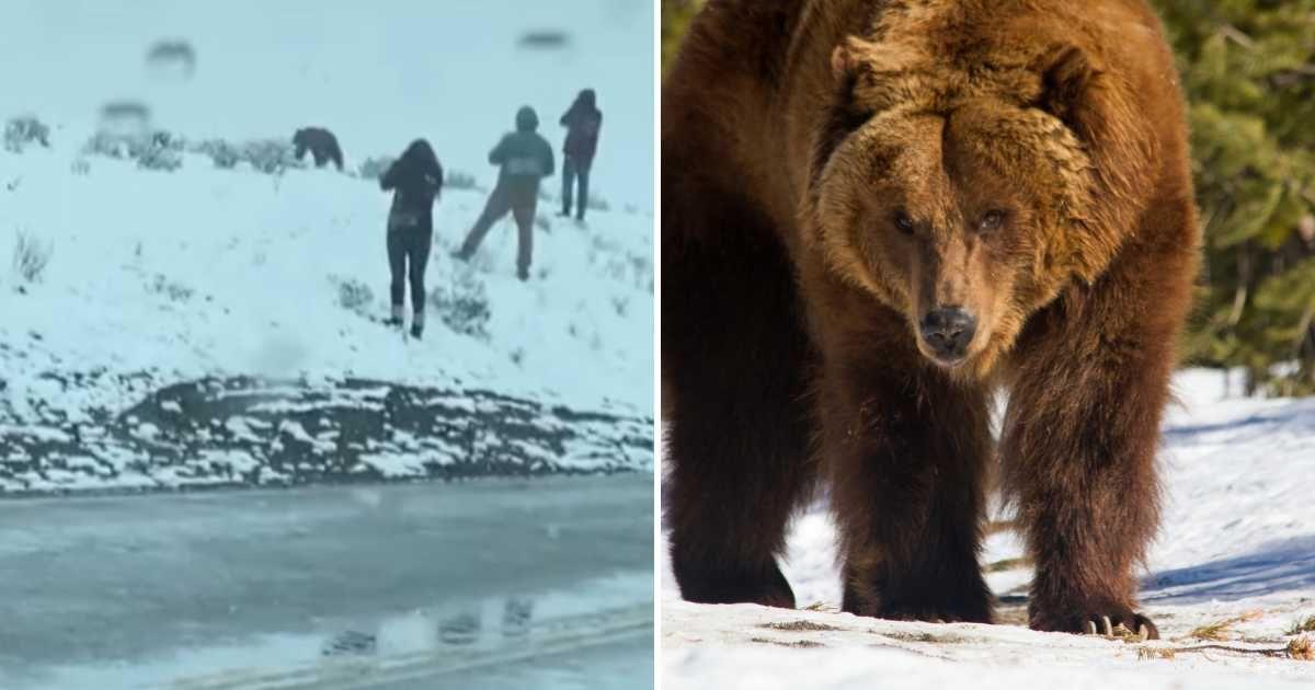 (L) Tourists in Yellowstone walking close to a bear (Cover Image Source: Instagram | @touronsofyellowstone) | (R) Grizzly bear in Yellowstone (Representative Cover Image Source: Getty Images | Raquel Lonas)