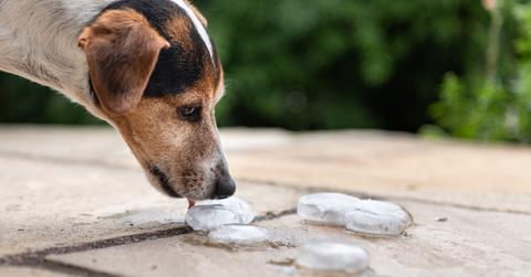 A dog licking ice cubes.