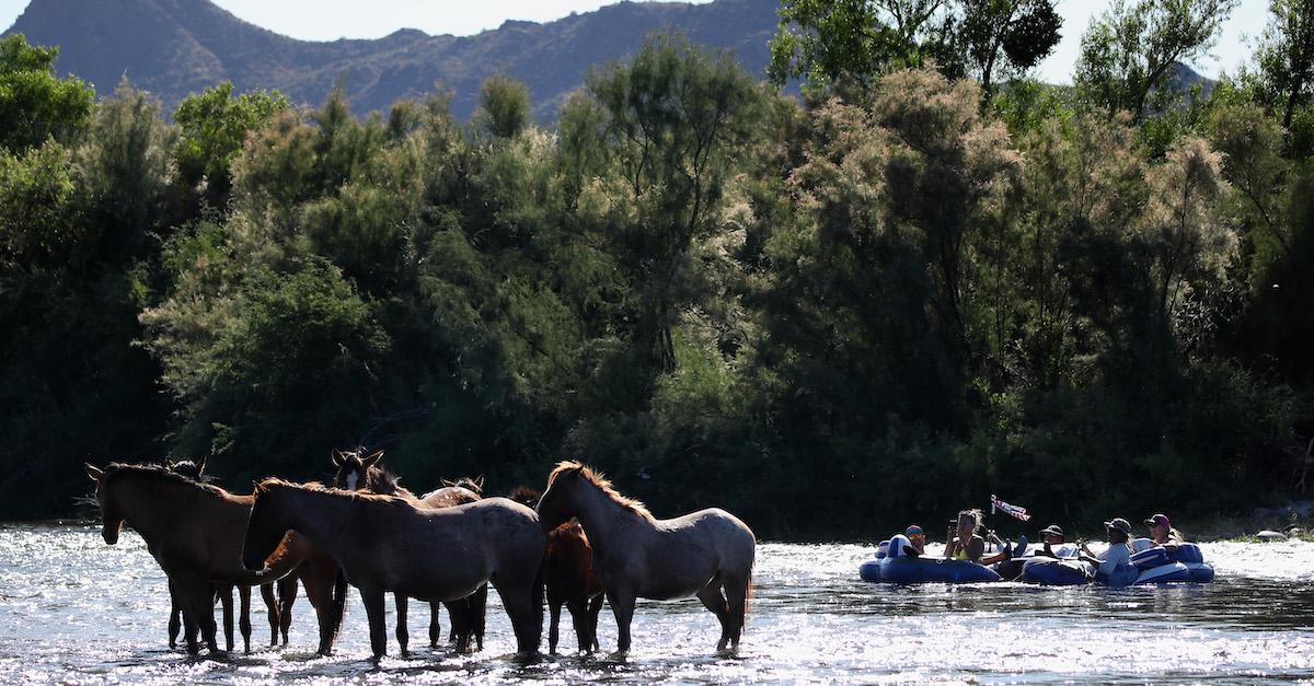 Feral Horses Impact