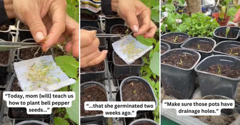 Pro gardening mom shares a hack to grow bell peppers from seedlings (Cover Image Source: TikTok | @judybaogarden)