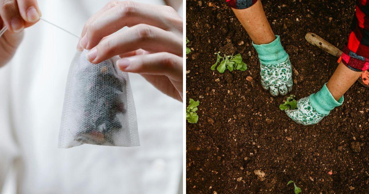 (L) Close-up of a person holding tea in a bag, (R) Hands of a person planting in a garden. (Representative Cover Image Source: Pexels | (L) Anna Pou, (R) Helena Lopes)