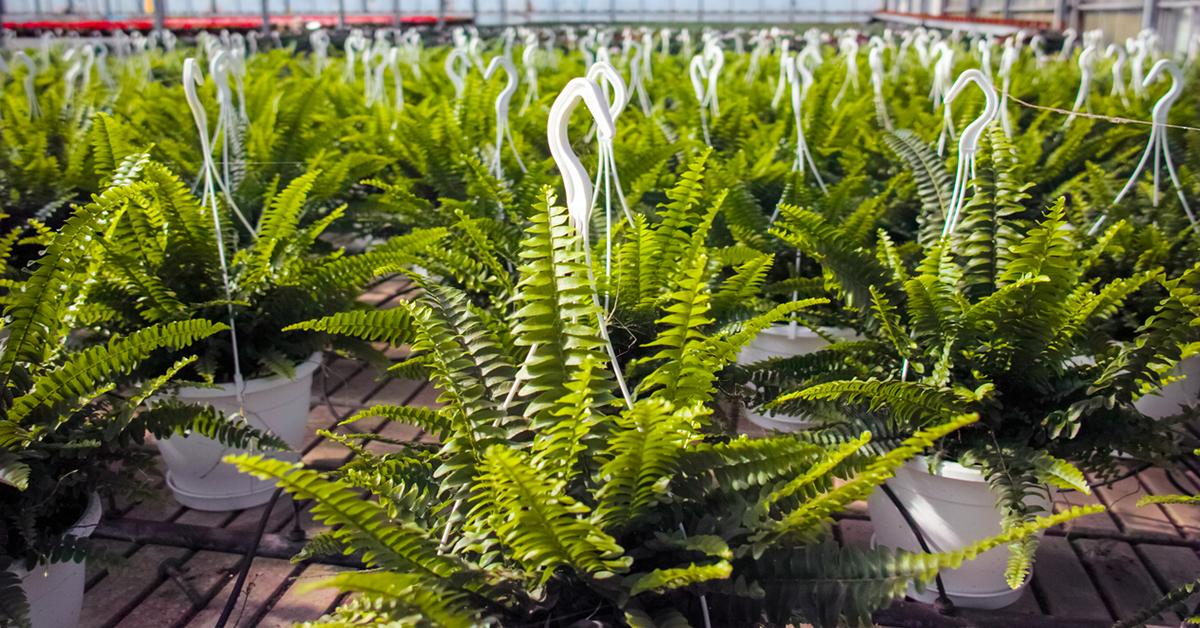 boston fern indoors