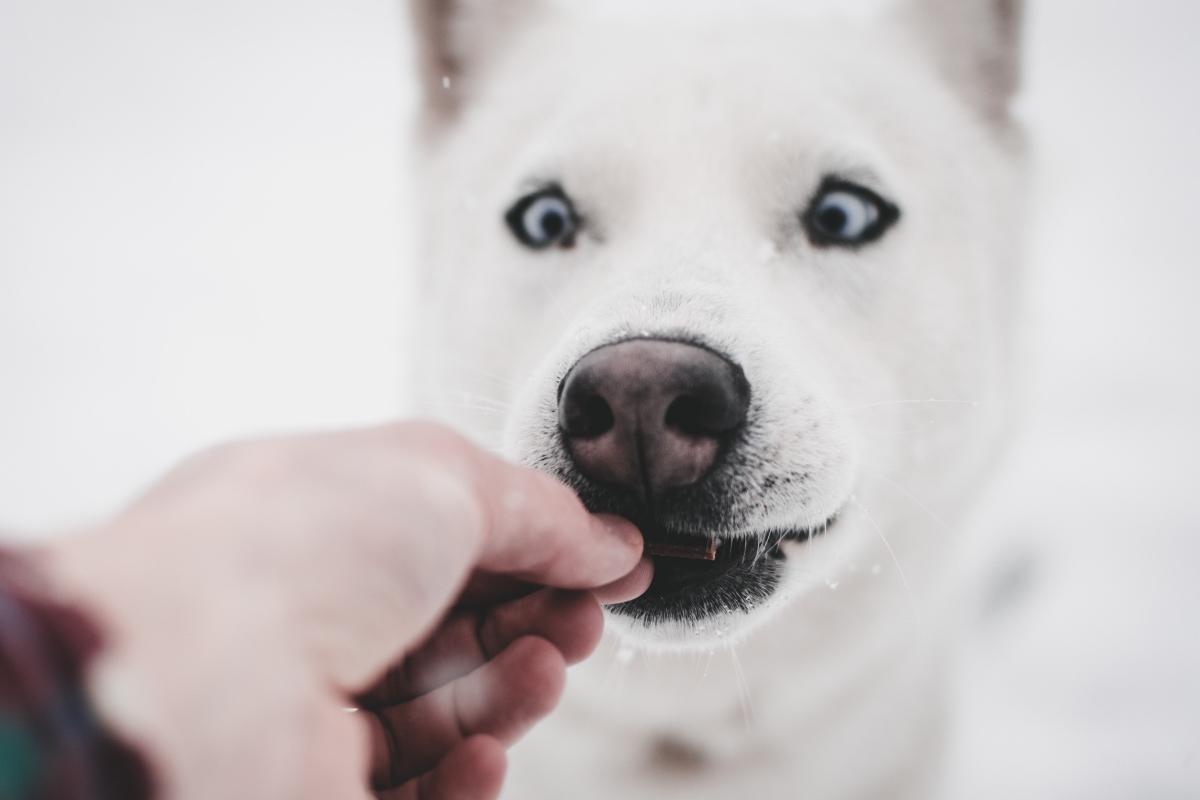 Can dogs shop eat pork sausage