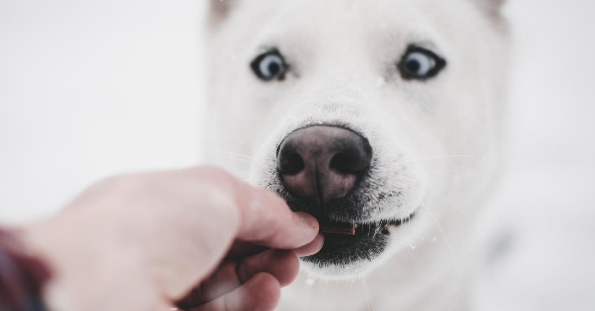 Can dogs eat pork sausages sale