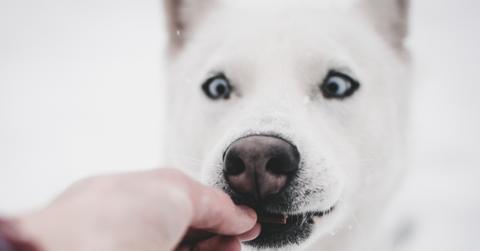 Husky dog taking treat from person's hand