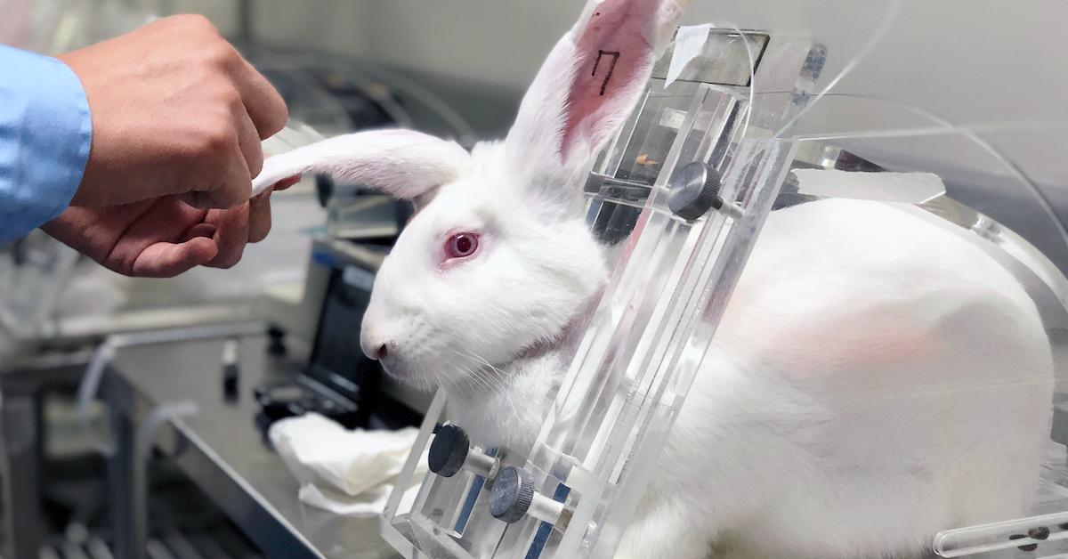 Why Does China Require Animal Testing