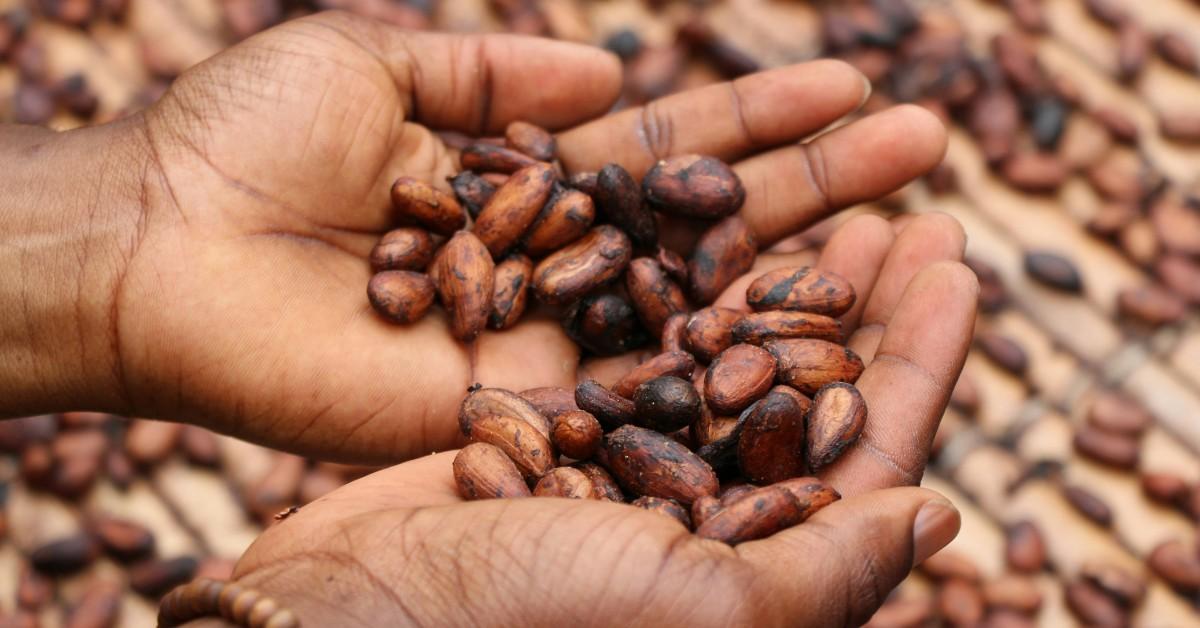 A pair of hands hold a collection of cacao beans that are being dried before being crushed 