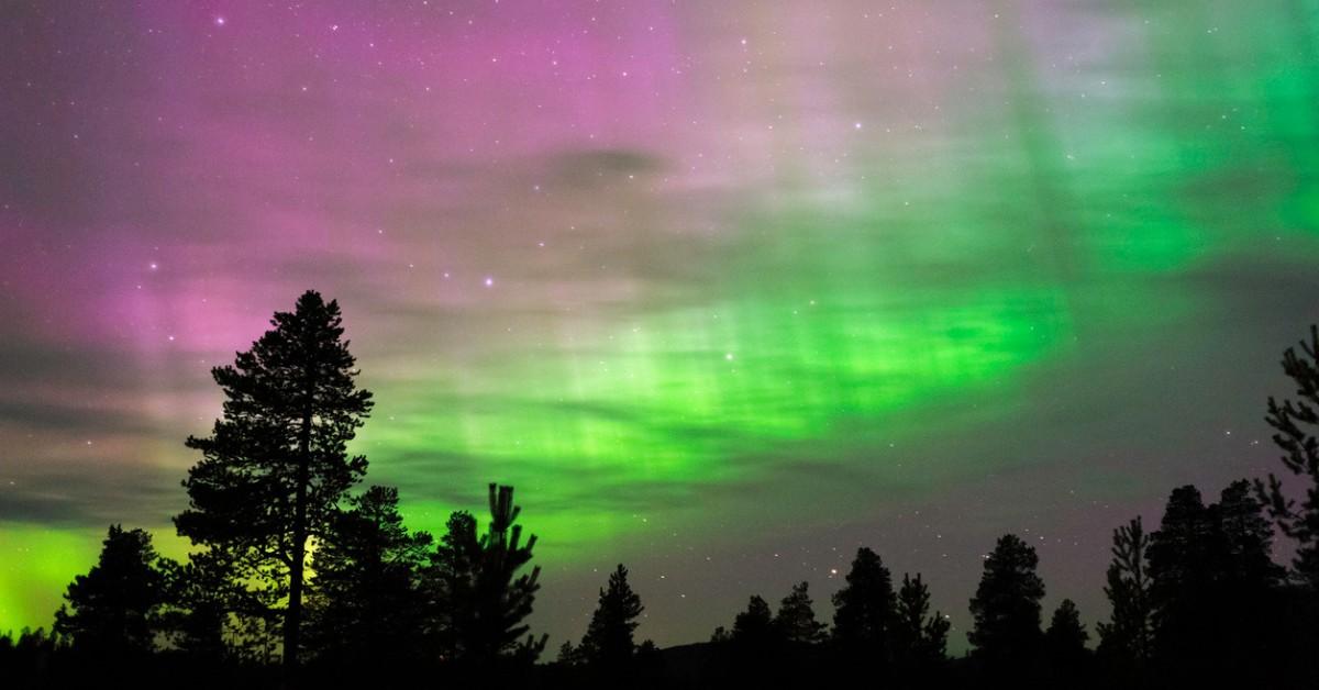 A treelined view of the aurora borealis above Boreal Forest