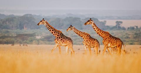 giraffe endangered species