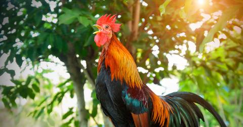 A rooster crows during sunrise with trees in the background.