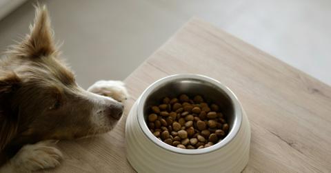 A dog looks wistfully at a bowl of food